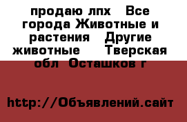продаю лпх - Все города Животные и растения » Другие животные   . Тверская обл.,Осташков г.